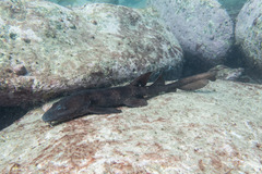 Brachaelurus waddi