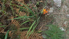 Crocosmia aurea