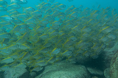 Schuettea scalaripinnis