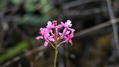 Epidendrum secundum
