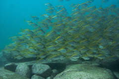 Schuettea scalaripinnis