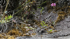 Epidendrum secundum