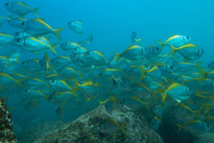 Schuettea scalaripinnis