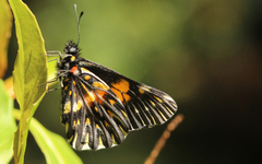 Catasticta teutila