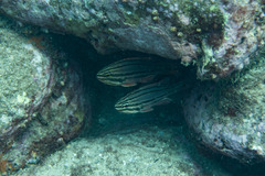 Ostorhinchus limenus