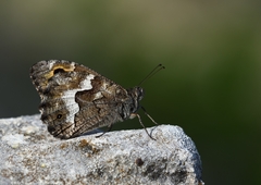 Hipparchia cypriensis