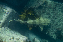 Orectolobus maculatus