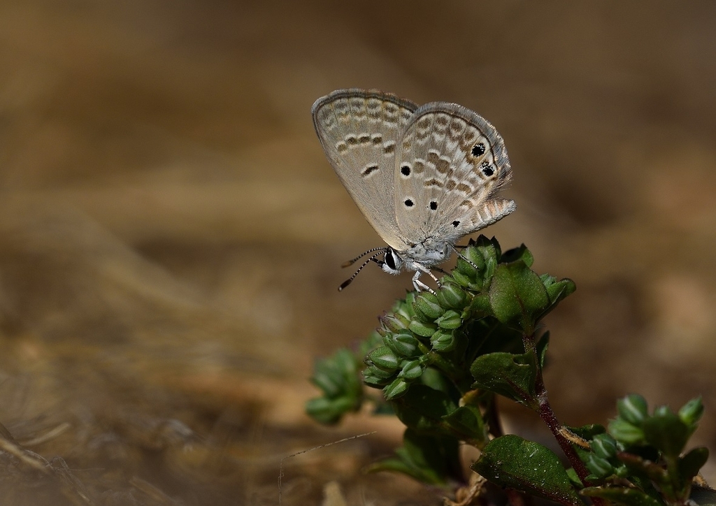 Small Desert Blue