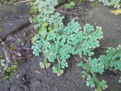 Selaginella uncinata