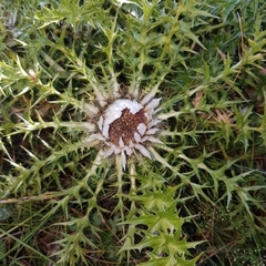 Carlina acaulis
