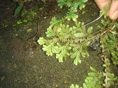 Selaginella uncinata