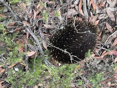 Tachyglossus aculeatus setosus