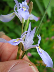 Moraea elliotii