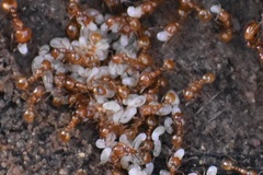 Solenopsis amblychila