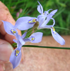 Moraea elliotii