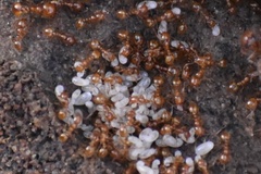 Solenopsis amblychila