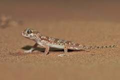 Stenodactylus mauritanicus