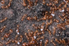 Solenopsis amblychila
