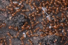 Solenopsis amblychila