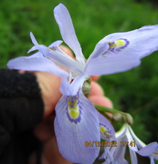 Moraea elliotii