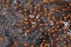 Solenopsis amblychila