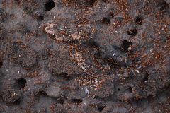 Solenopsis amblychila