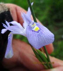 Moraea elliotii