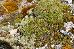 Veronica ciliolata fiordensis