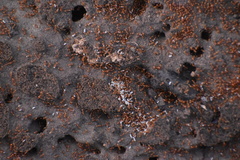 Solenopsis amblychila