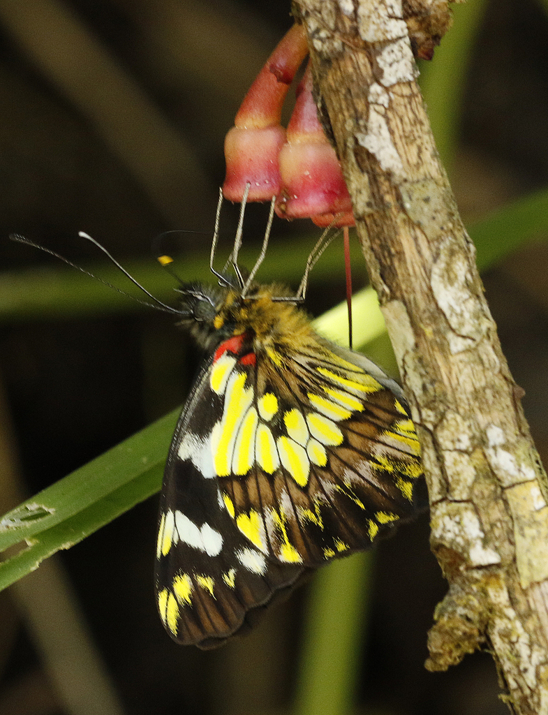 Leodonta zenobina