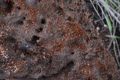 Solenopsis amblychila