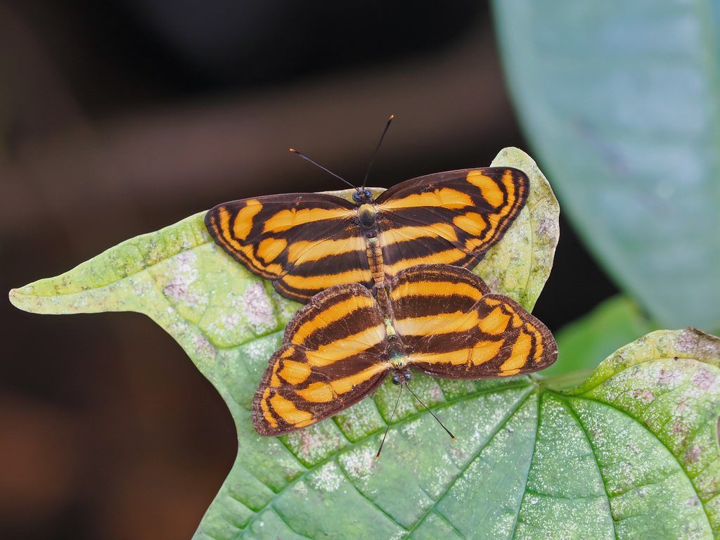 Malayan Lascar