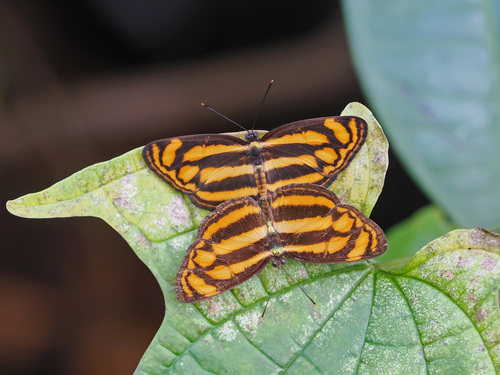Malayan Lascar