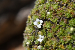 Veronica ciliolata fiordensis