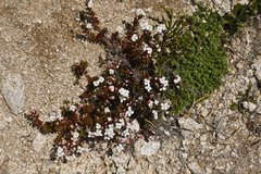 Epilobium porphyrium