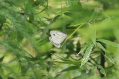 Pieris erutae