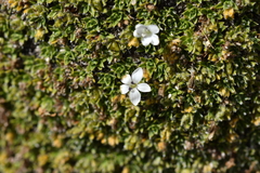 Veronica ciliolata fiordensis