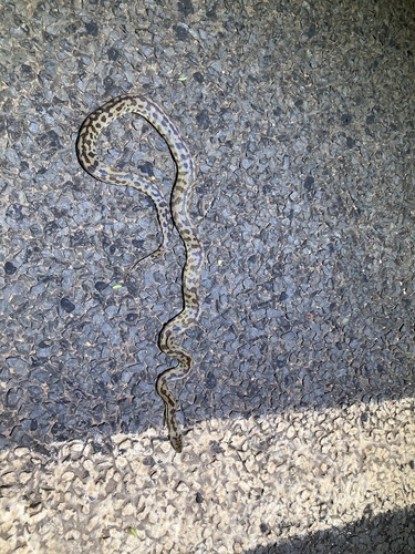 Cape York Spotted Python sighting