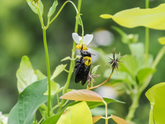 Xylocopa aestuans