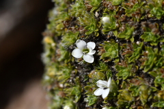 Veronica ciliolata fiordensis