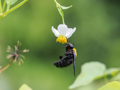 Xylocopa aestuans