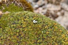 Veronica ciliolata fiordensis