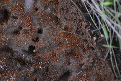 Solenopsis amblychila
