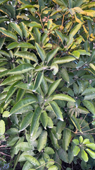 Heptapleurum heptaphyllum