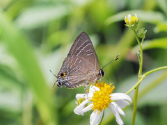 Deudorix epijarbas