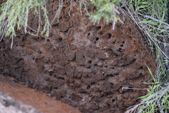 Solenopsis amblychila