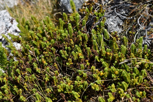 Image of Veronica murrellii by (c) Christopher Stephens, some rights reserved (CC BY-SA)