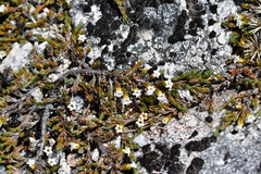 Dracophyllum prostratum