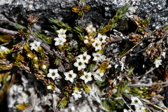 Dracophyllum prostratum