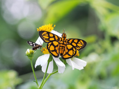 Odina hieroglyphica